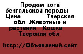 Продам кота бенгальской породы  › Цена ­ 25 000 - Тверская обл. Животные и растения » Кошки   . Тверская обл.